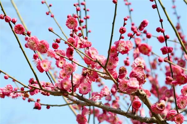 花卉有什么品种，菊花、梅花、桃花等品种很常见