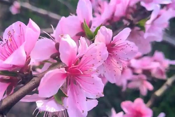 花卉有什么品种，菊花、梅花、桃花等品种很常见