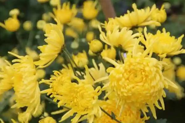 花卉有什么品种，菊花、梅花、桃花等品种很常见