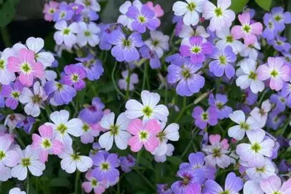 花卉有什么品种，菊花、梅花、桃花等品种很常见