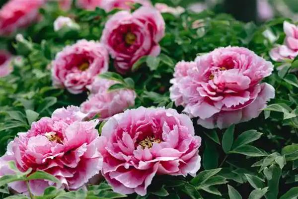 花卉有什么品种，菊花、梅花、桃花等品种很常见