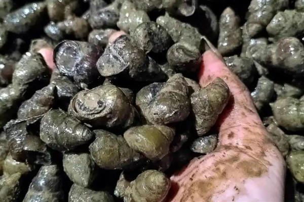 田螺的繁殖速度，田螺1年繁殖1次