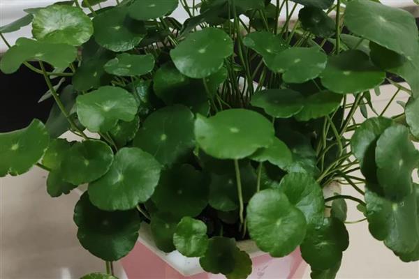 铜钱草半水半土养殖方法，春秋季节每周换一次水