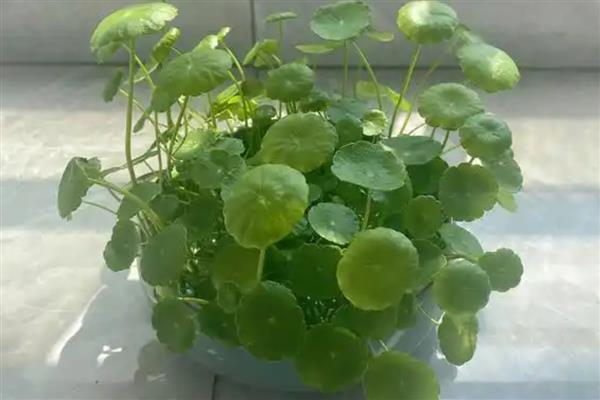 铜钱草半水半土养殖方法，春秋季节每周换一次水