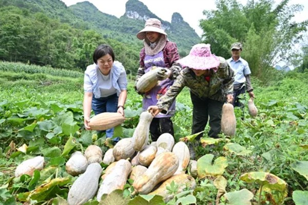 怎么看南瓜熟没熟，可以从颜色、气味等方面辨别