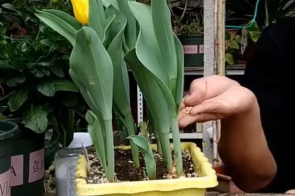 郁金香如何家庭种植，适合在秋天进行种植
