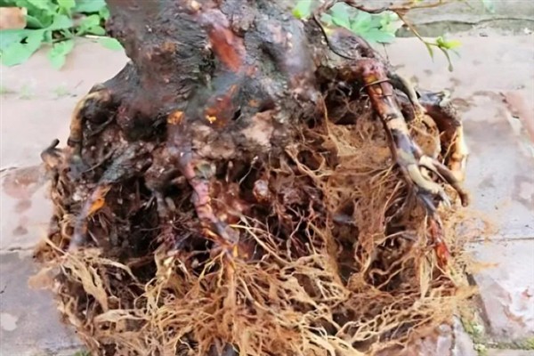 怎么防治杜鹃花根腐病，增加光照、增施钾肥可提高植株的抗病力