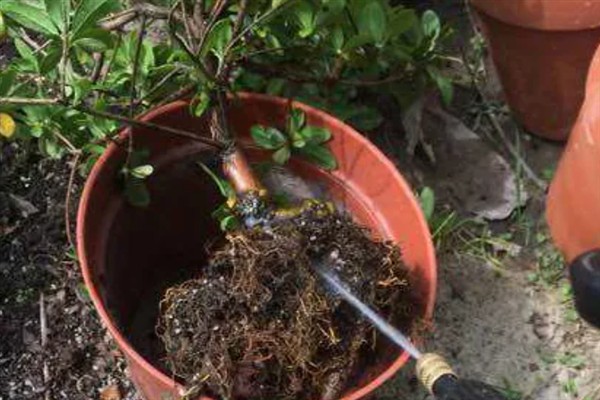 怎么防治杜鹃花根腐病，增加光照、增施钾肥可提高植株的抗病力
