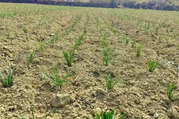 怎么种植麦冬，将种苗垂直紧靠沟壁栽下