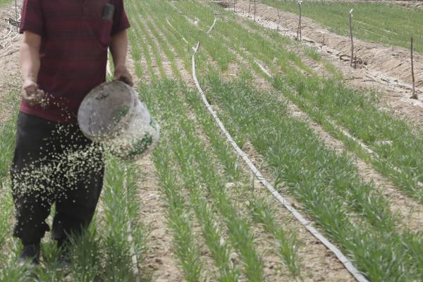 怎么种植麦冬，将种苗垂直紧靠沟壁栽下