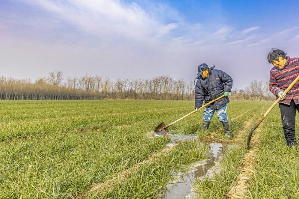 怎么种植麦冬，将种苗垂直紧靠沟壁栽下