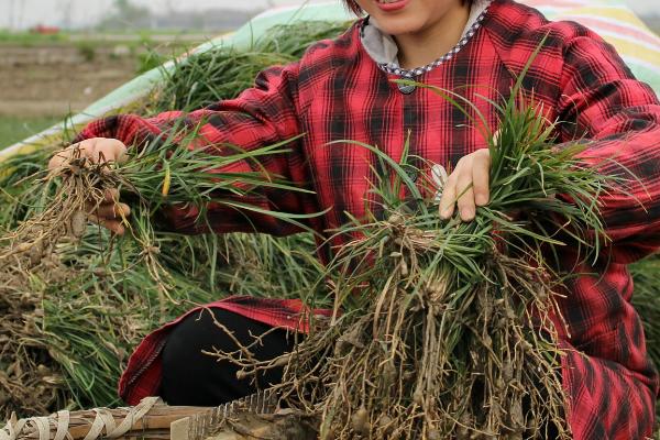 怎么种植麦冬，将种苗垂直紧靠沟壁栽下