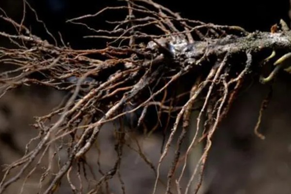 怎么防治杜鹃花根腐病，增加光照、增施钾肥可提高植株的抗病力