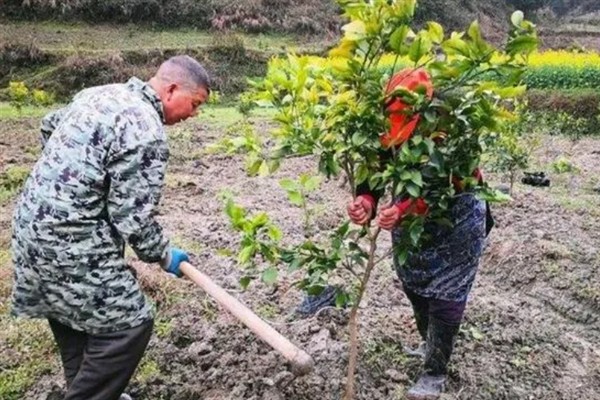 果树的移栽方法，建议在初春进行