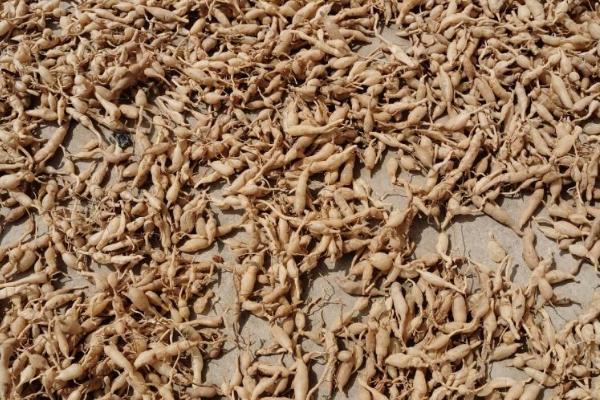 怎么种植麦冬，将种苗垂直紧靠沟壁栽下