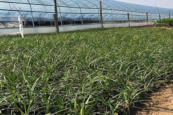 怎么种植麦冬，将种苗垂直紧靠沟壁栽下