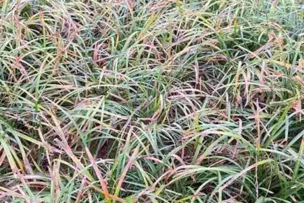 怎么种植麦冬，将种苗垂直紧靠沟壁栽下