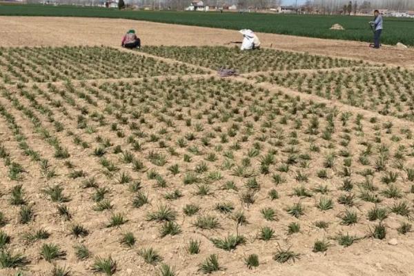 怎么种植麦冬，将种苗垂直紧靠沟壁栽下