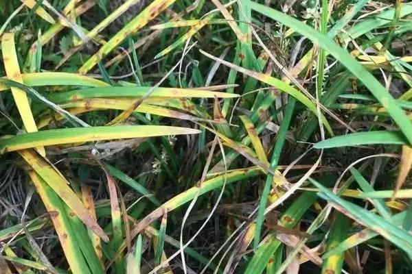 怎么种植麦冬，将种苗垂直紧靠沟壁栽下