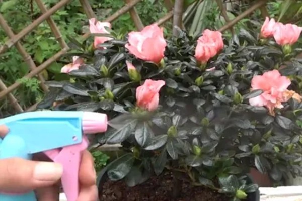怎么防治杜鹃花根腐病，增加光照、增施钾肥可提高植株的抗病力