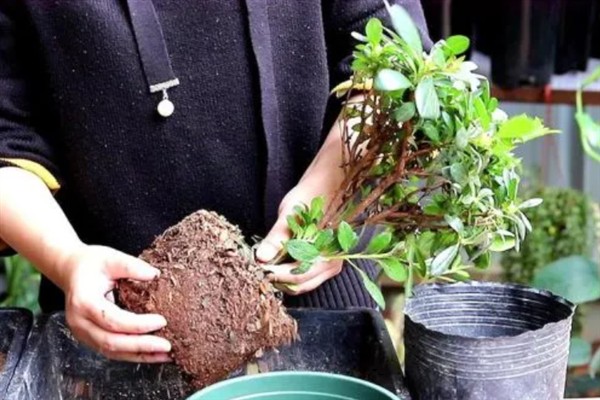 怎么防治杜鹃花根腐病，增加光照、增施钾肥可提高植株的抗病力