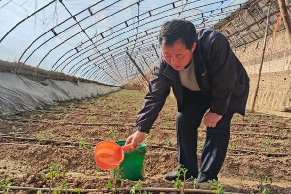 西红柿秋季有什么常见病害，早疫病、叶霉病等病害很容易发生