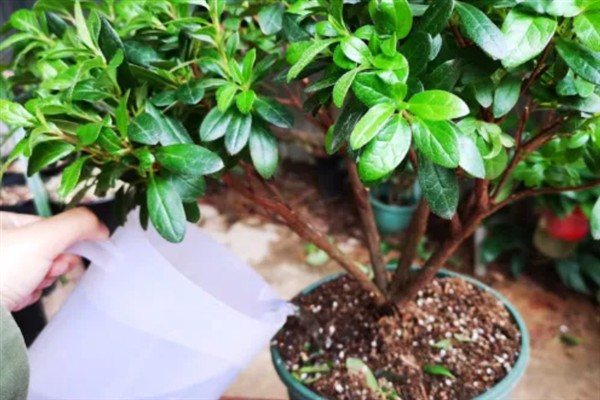 怎么防治杜鹃花根腐病，增加光照、增施钾肥可提高植株的抗病力