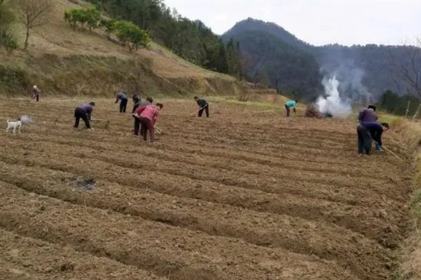 西红柿高产的管理要点，追肥主要在缓苗后