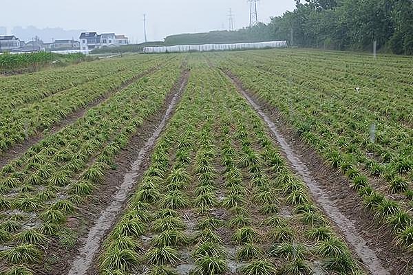 怎么种植麦冬，将种苗垂直紧靠沟壁栽下