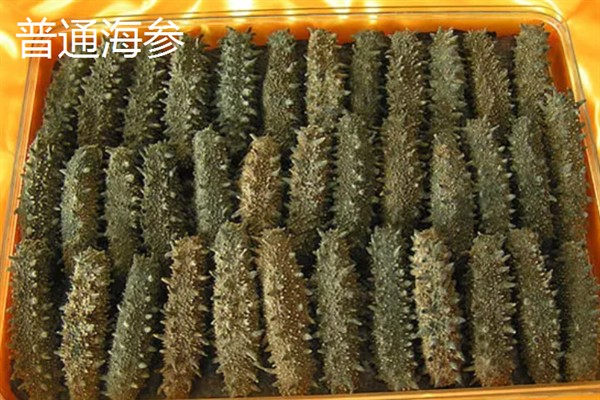 北极参和普通海参有什么区别，主要是外观和生长环境不同