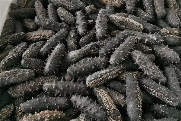 北极参和普通海参有什么区别，主要是外观和生长环境不同