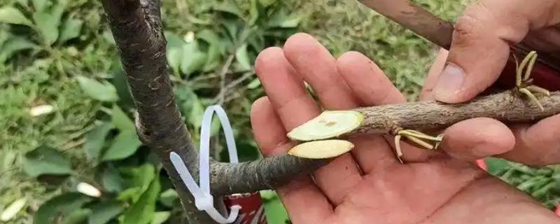 樱桃树何时嫁接成活率高，春秋嫁接成活率高