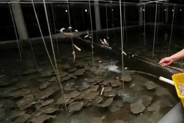 多宝鱼怎么养殖，每天投喂3-4次