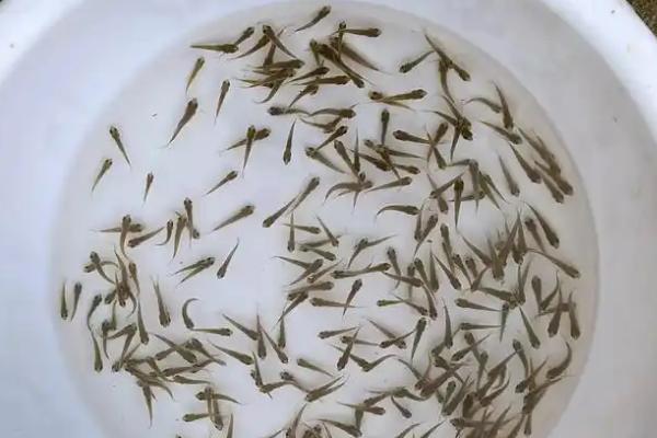 多宝鱼怎么养殖，每天投喂3-4次