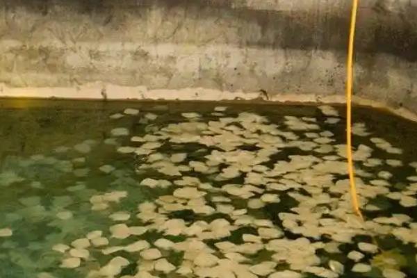 多宝鱼怎么养殖，每天投喂3-4次