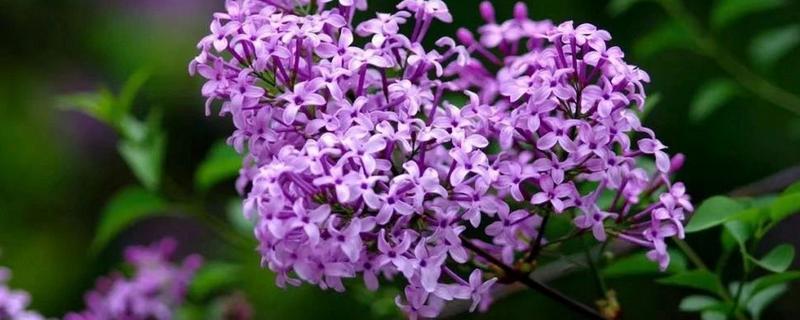 三瓣丁香花的寓意，寓意幸运、好运等
