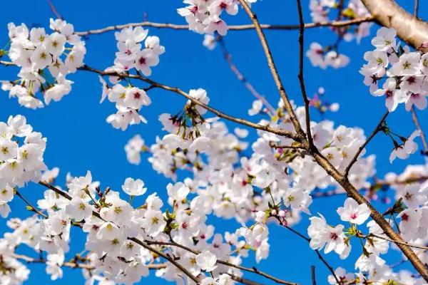 樱花的花语是什么，寓意爱情与希望、高雅等