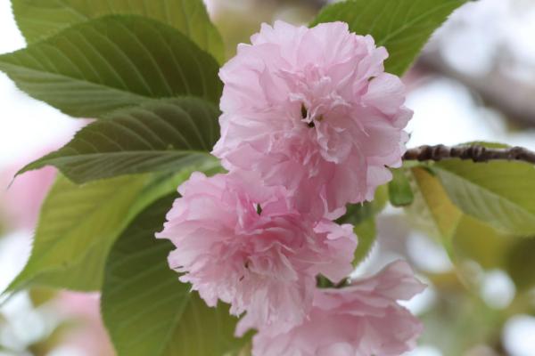樱花的花语是什么，寓意爱情与希望、高雅等