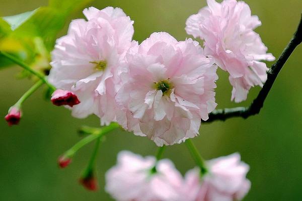 樱花的花语是什么，寓意爱情与希望、高雅等