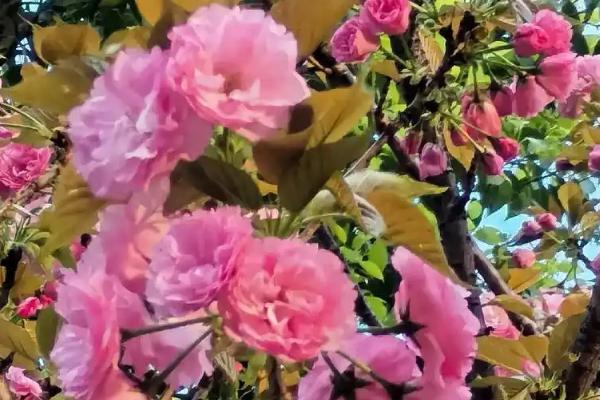 樱花的花语是什么，寓意爱情与希望、高雅等
