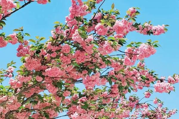 樱花的花语是什么，寓意爱情与希望、高雅等