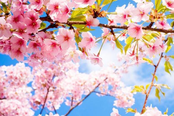 樱花的花语是什么，寓意爱情与希望、高雅等