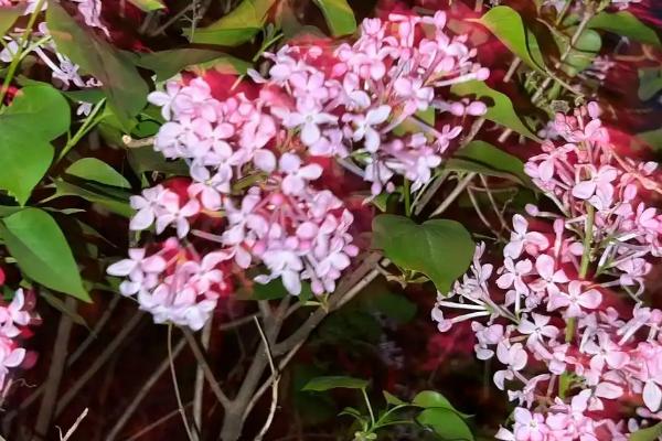 三瓣丁香花的寓意，寓意幸运、好运等