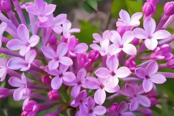 三瓣丁香花的寓意，寓意幸运、好运等