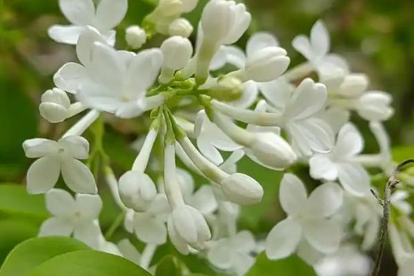 三瓣丁香花的寓意，寓意幸运、好运等