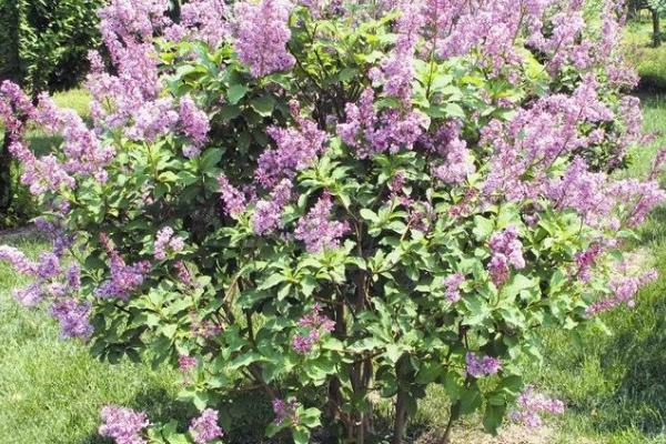 三瓣丁香花的寓意，寓意幸运、好运等