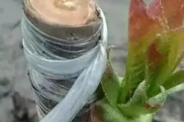 樱桃树何时嫁接成活率高，春秋嫁接成活率高