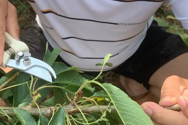 樱桃树何时嫁接成活率高，春秋嫁接成活率高