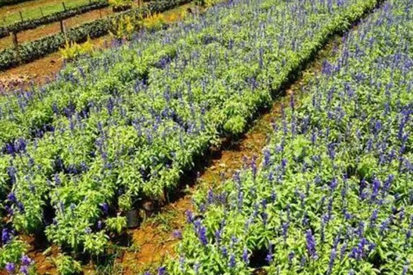 薰衣草的生长习性，成年植株既耐低温又耐高温