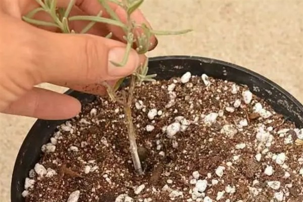 薰衣草的生长习性，成年植株既耐低温又耐高温
